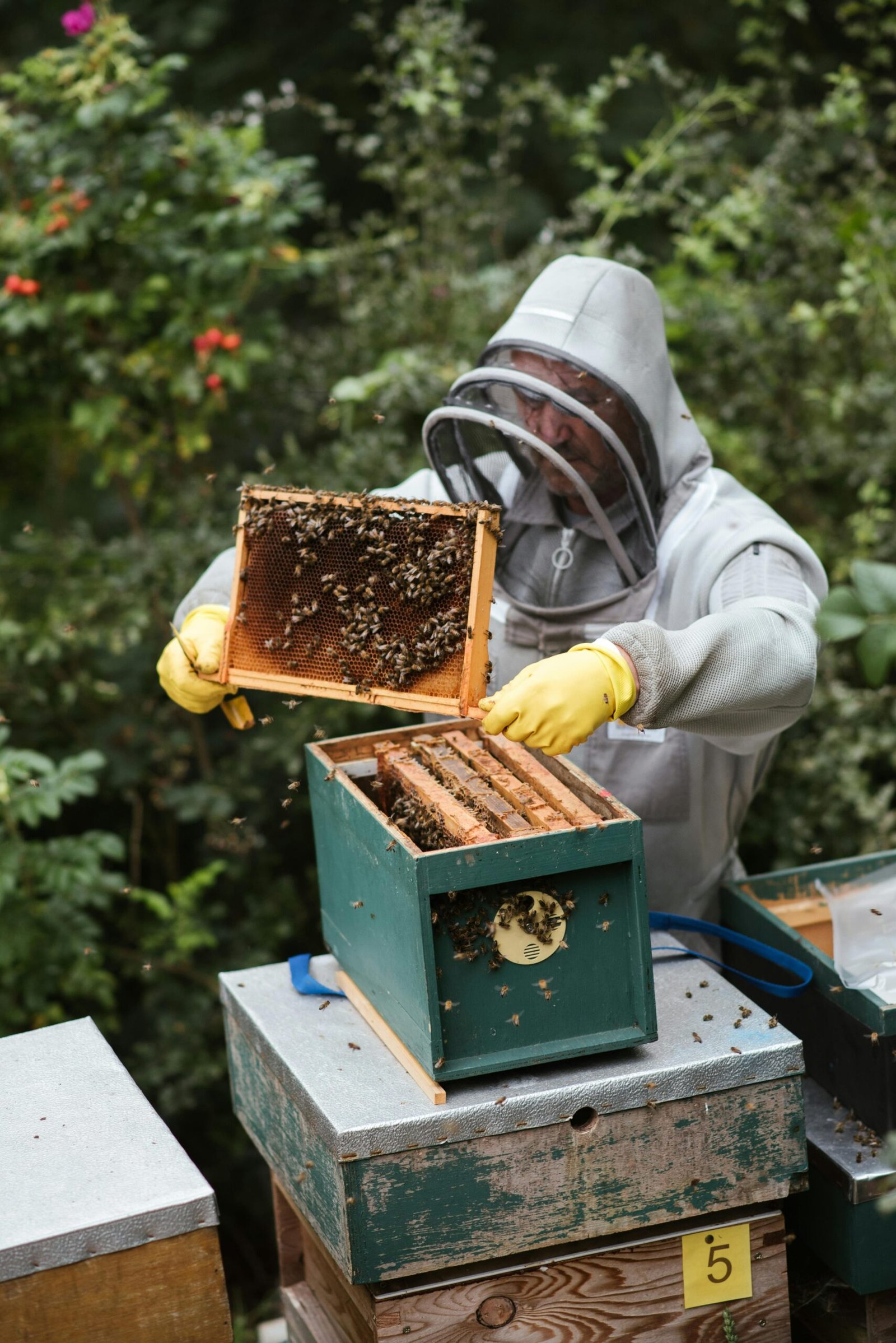 A beekeeper in protective gear harvests honey from a beehive in a lush outdoor setting.