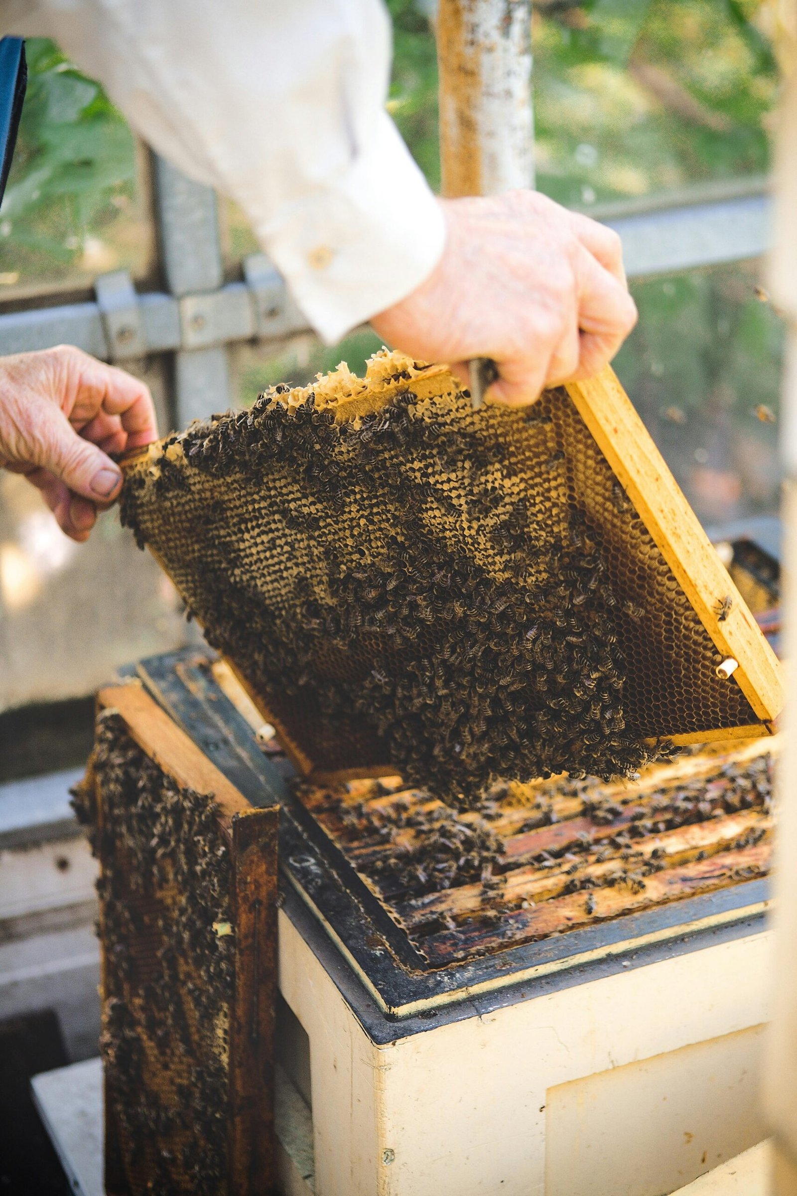 Close-up of a beekeeper examining a bee hive honeycomb frame with active bees.
